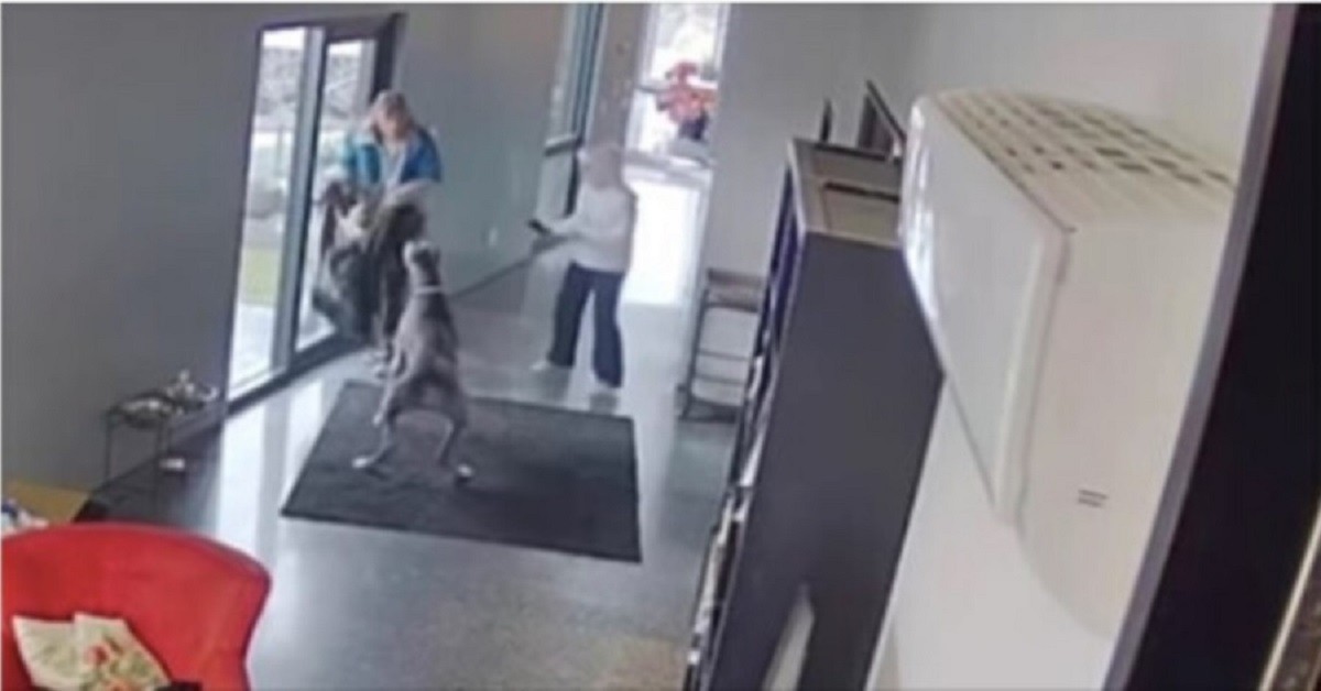 Danese salva la donna anziana dall’attacco di un ladro (VIDEO)