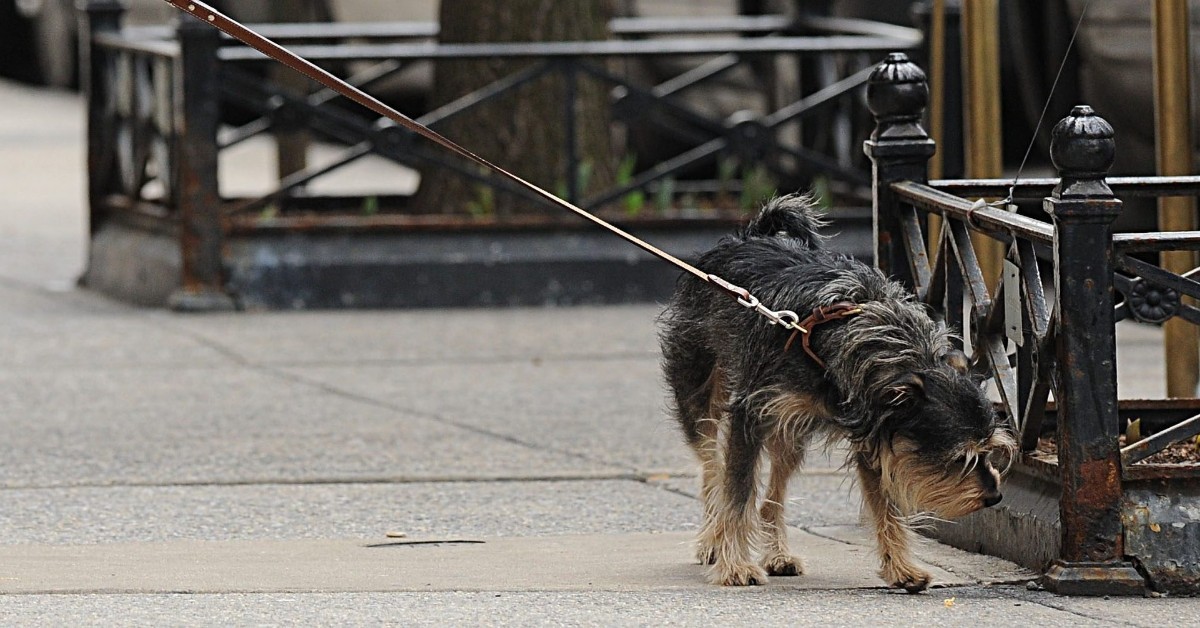 Rimini, uomo rapinato mentre porta a spasso il cane