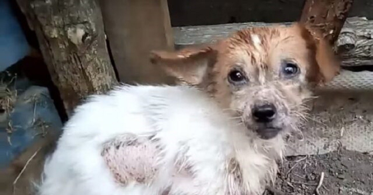 Cane supplica i soccorritori di portarlo via da tutto quel dolore (VIDEO)