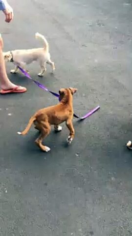 cane viene portato a spasso da un altro cagnolino 2