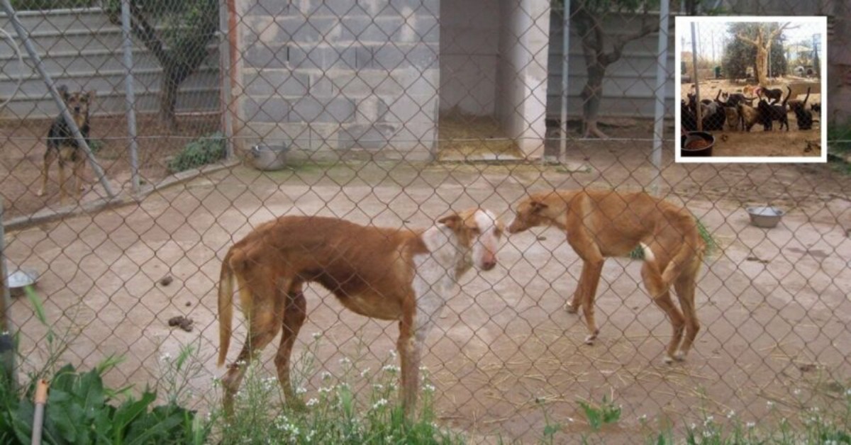 Coronavirus, la quarantena in Spagna mette a rischio 150 cani e gatti