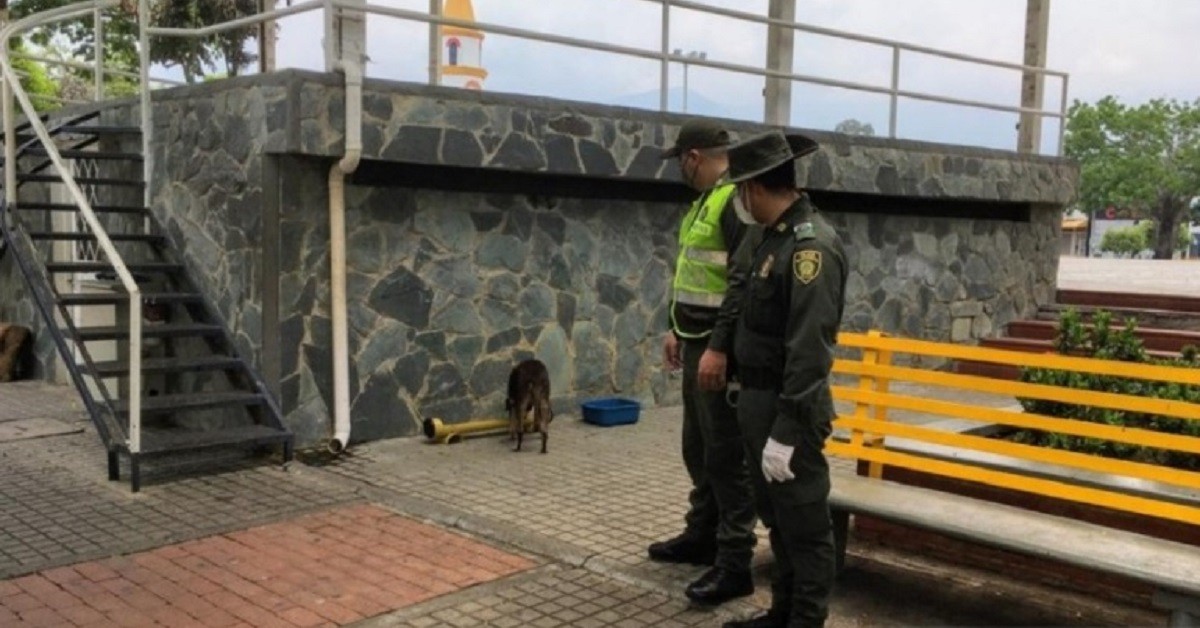 La polizia dà da mangiare ai cani durante la quarantena