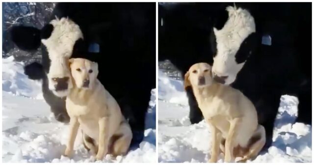 il-legame-instaurato-dalla-mucca-ed-il-labrador