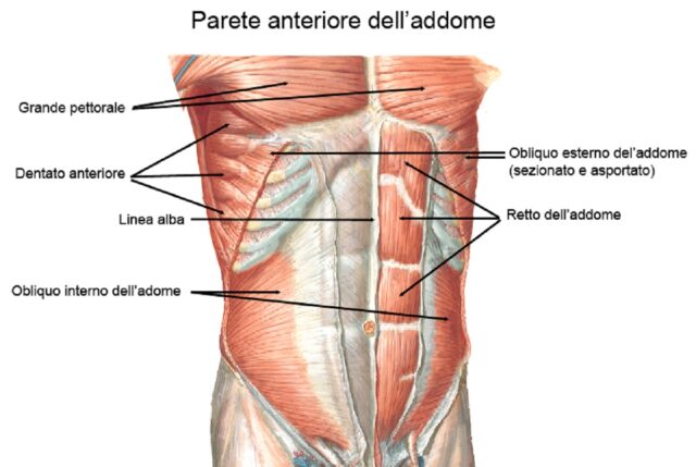 Muscoli addominali