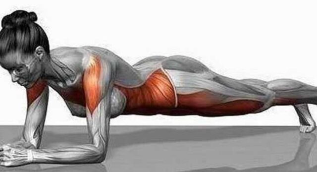 Muscoli plank