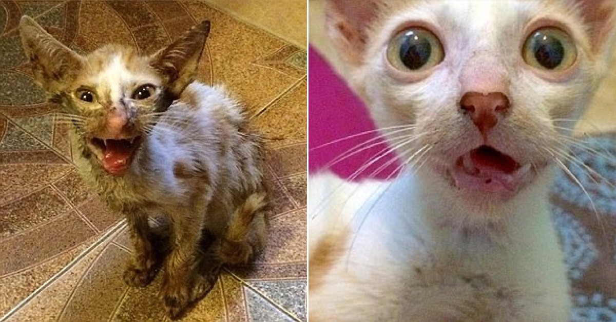 gatto-Smeagol