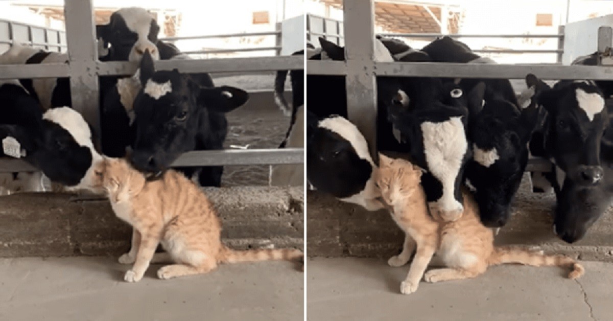 il gatto e le mucche