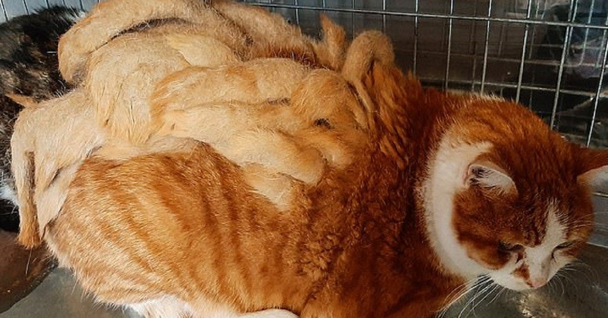 I volontari rimangono sbalorditi di fronte al pelo attorcigliato del gatto randagio