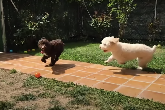 Honey la cucciola trascinata sotto la macchina per diverse miglia 2