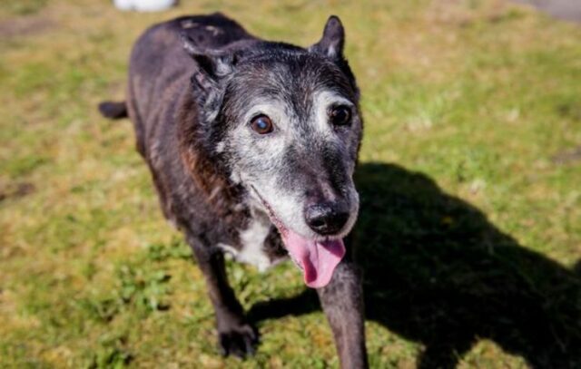 Maximus è il cane più anziano del mondo