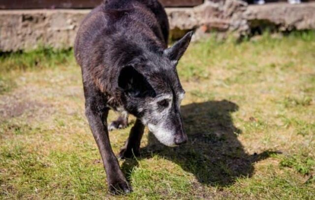 Maximus è il cane più anziano del mondo