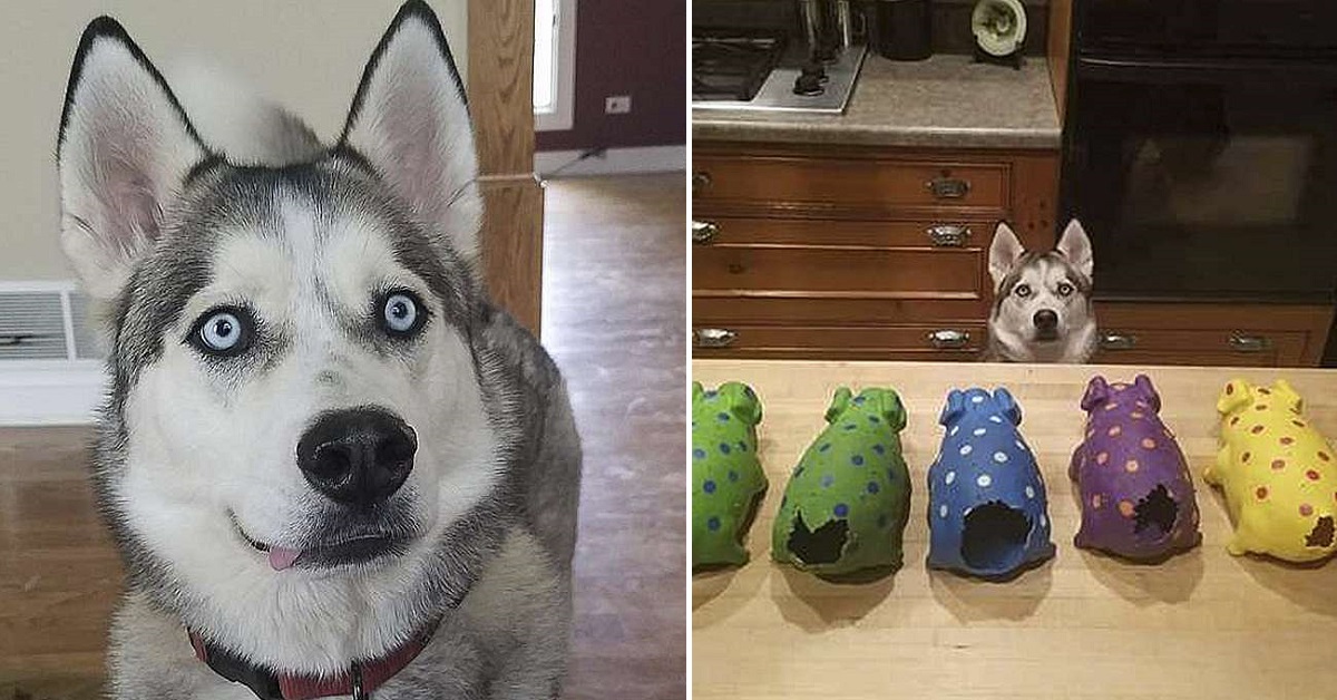 Il cane strappa la coda di tutti i suoi maialini giocattolo e nessuno sa perché