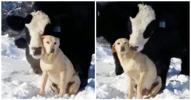 il-legame-instaurato-dalla-mucca-ed-il-labrador-la-clip-e-diventata-virale