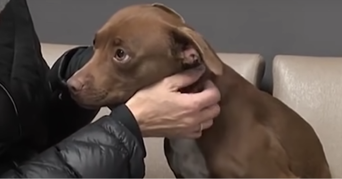 Il salvataggio della piccola Rosie