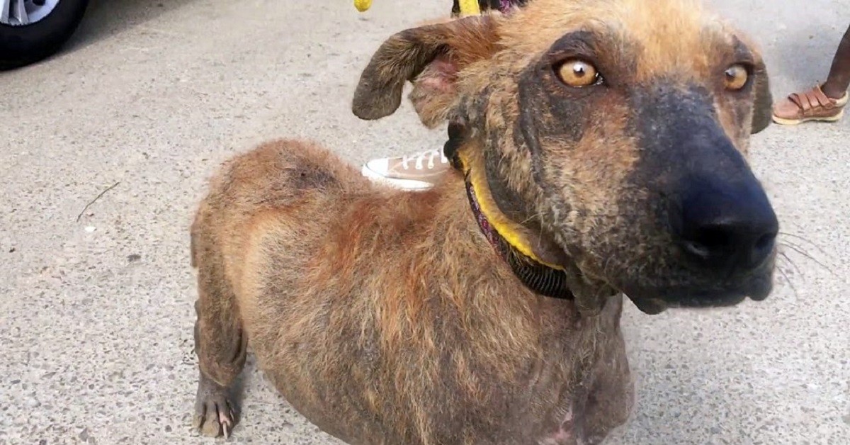 Il salvataggio di Chicken, un cane che non ha mai conosciuto l’amore