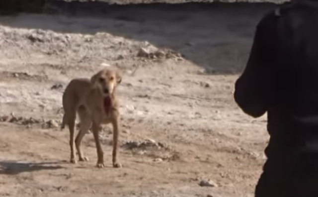 Il salvataggio di una cagnolina chiamata Sunny Day