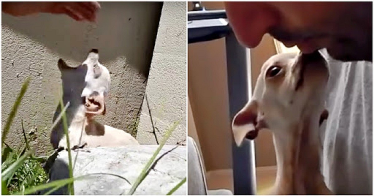 Il triste abbandonato di una cagnolina, chiamata Maggie