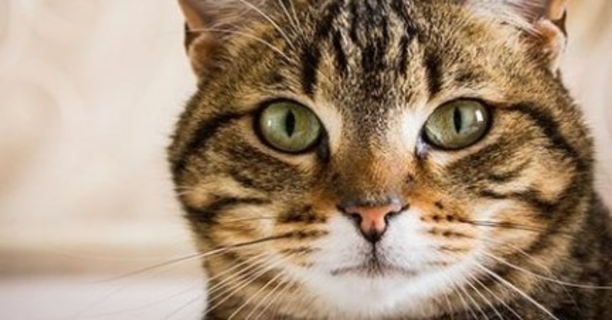 Crema, gatto morto intossicato. I suoi umani lo hanno disinfettato con la candeggina.