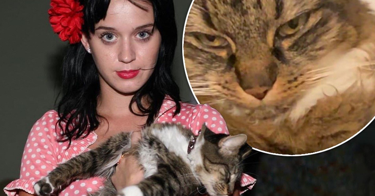 Kitty Purry, la gatta di Katy Perry