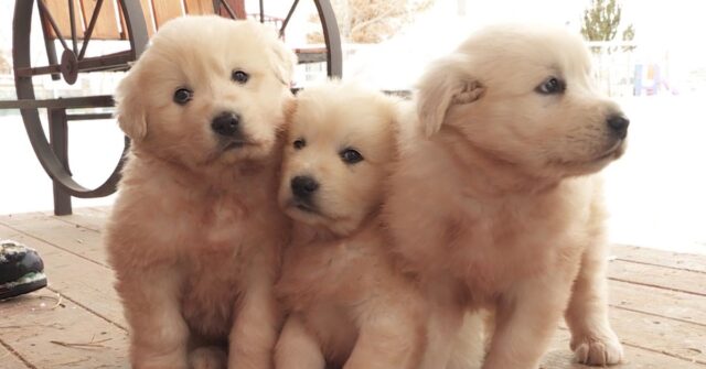 la-cagnolina-ed-i-tre-cuccioli-abbandonati-nelle-montagne-che-sono-stati-salvati