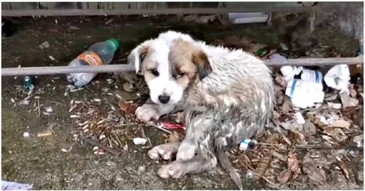 La cucciola abbandonata vicino la panchina
