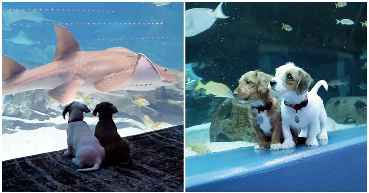 La gita di Odie e Carmel al Georgia Acquarium