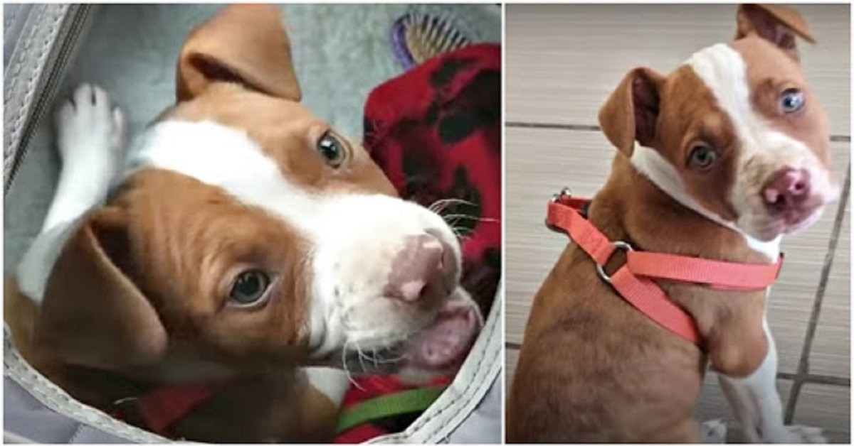 La strana storia di Maddie