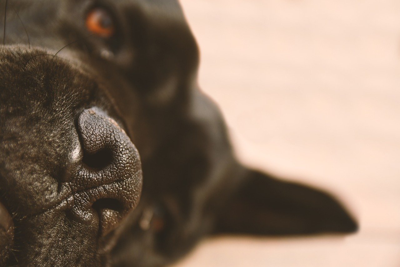 cane corso nero