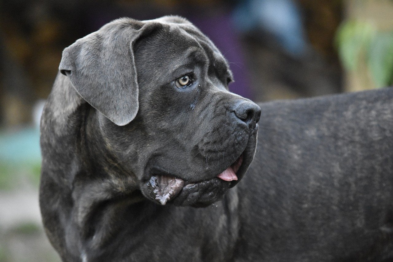 cane corso nero