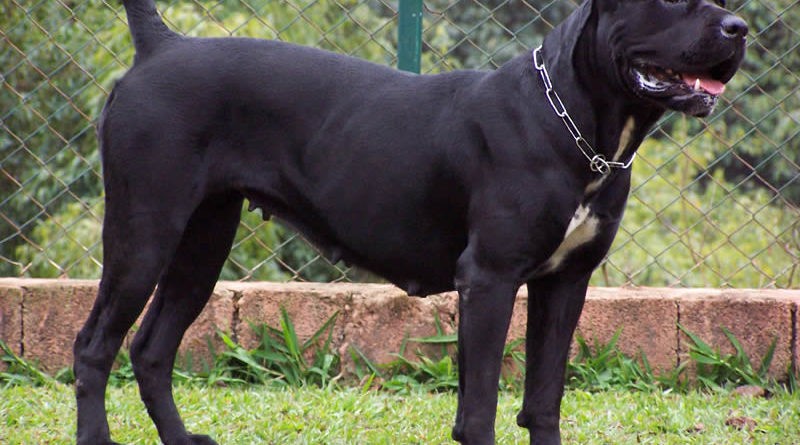 cane corso nero