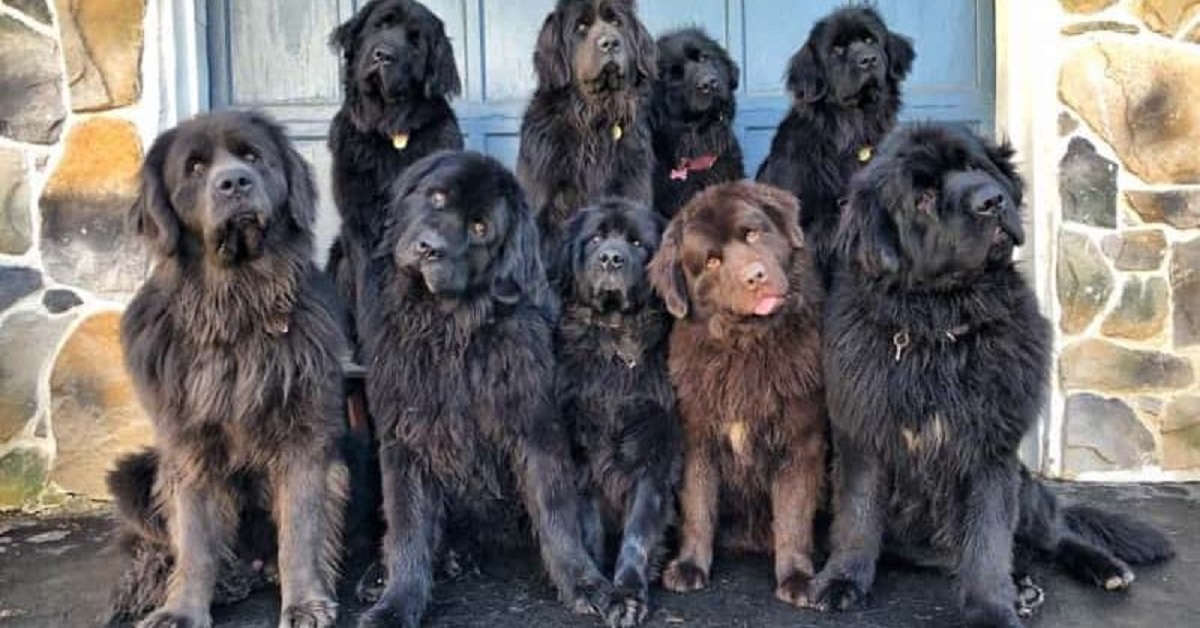 Mamma adottiva vive la sua quarantena con 9 cuccioli di Terranova