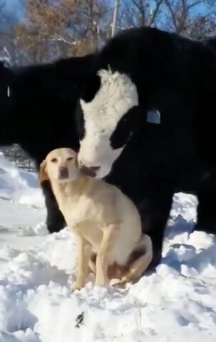 il-legame-instaurato-dalla-mucca-ed-il-labrador 1