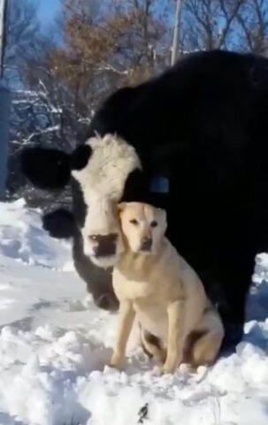 il-legame-instaurato-dalla-mucca-ed-il-labrador 2