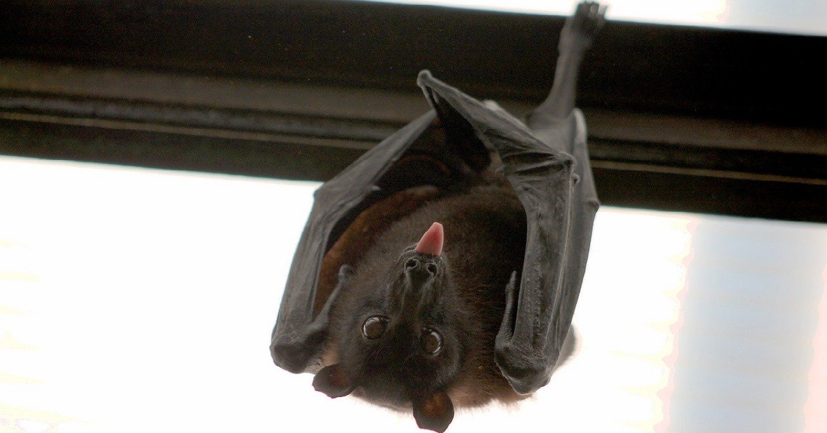 pipistrello