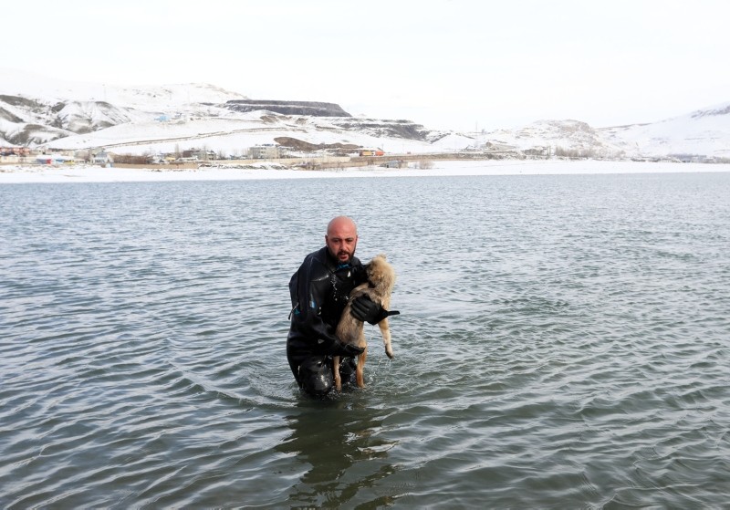 cane salvato da Burak Ökten