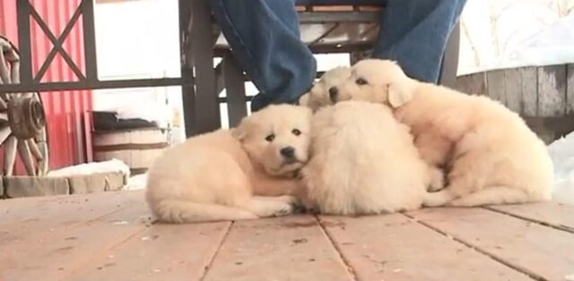 la-cagnolina-ed-i-tre-cuccioli-abbandonati-nelle-montagne 1