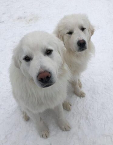 la-cagnolina-ed-i-tre-cuccioli-abbandonati-nelle-montagne