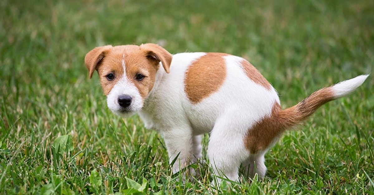 Quale cane fa la pupù più grossa?