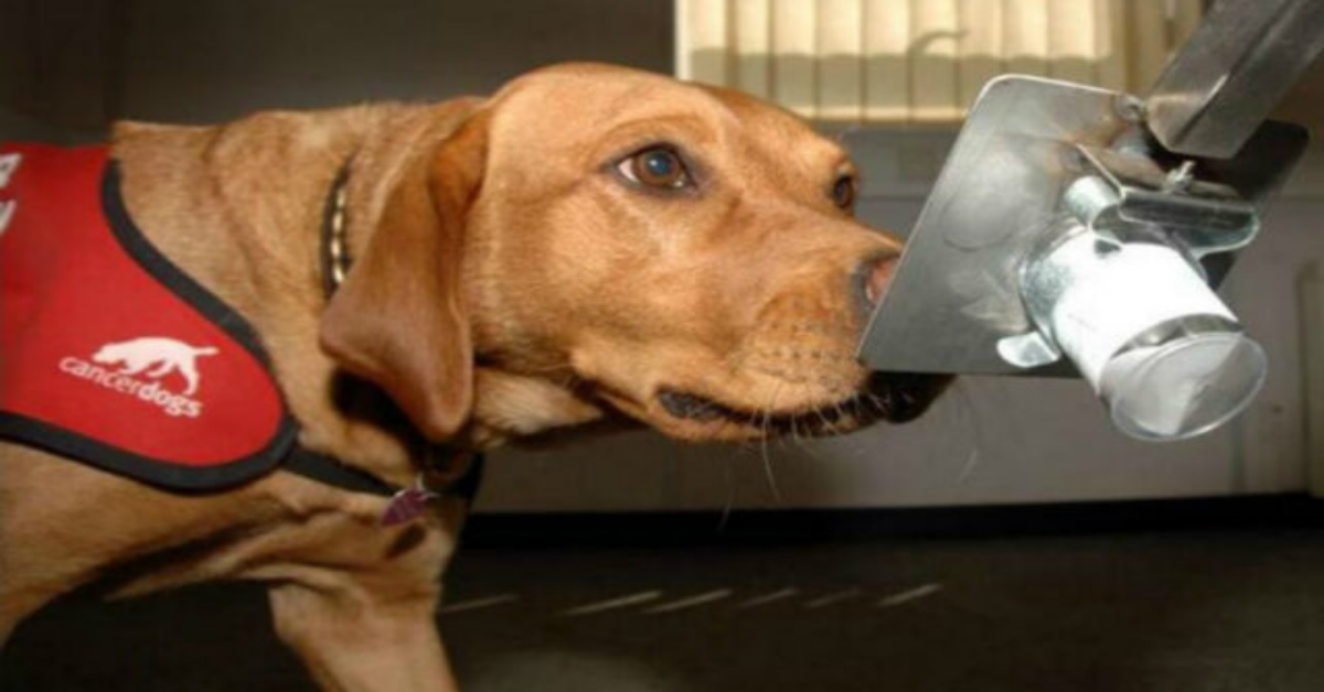 I cani possono fiutare il Coronavirus? La spiegazione dei primi studi
