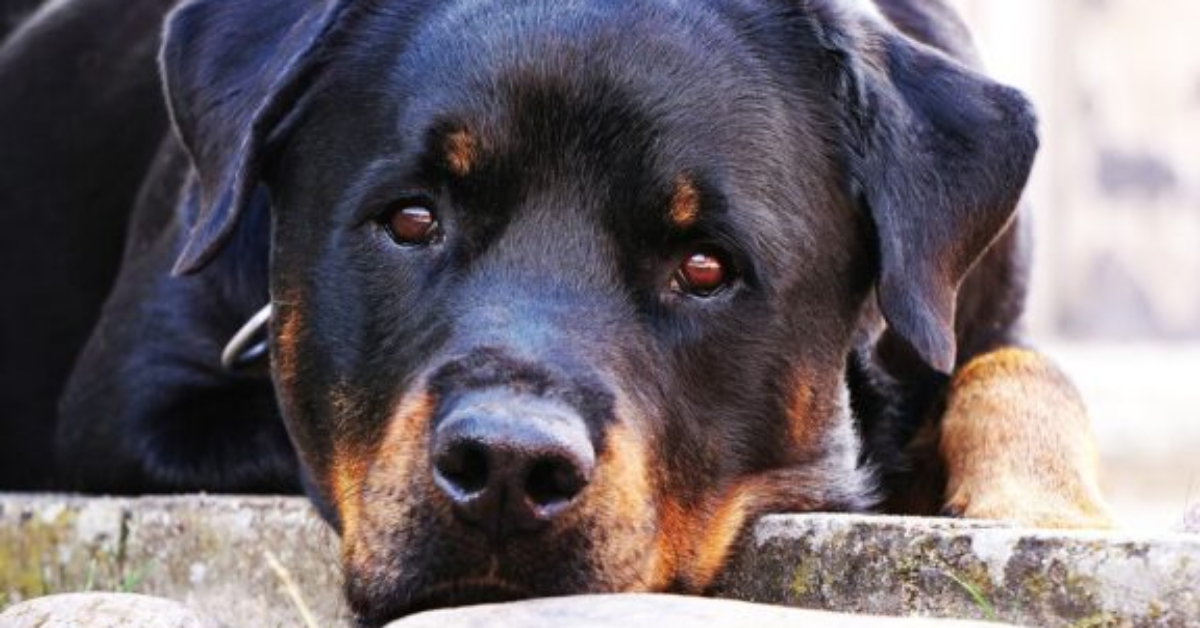 Muore per arresto cardiaco, la sua cagnolina lo veglia per giorni