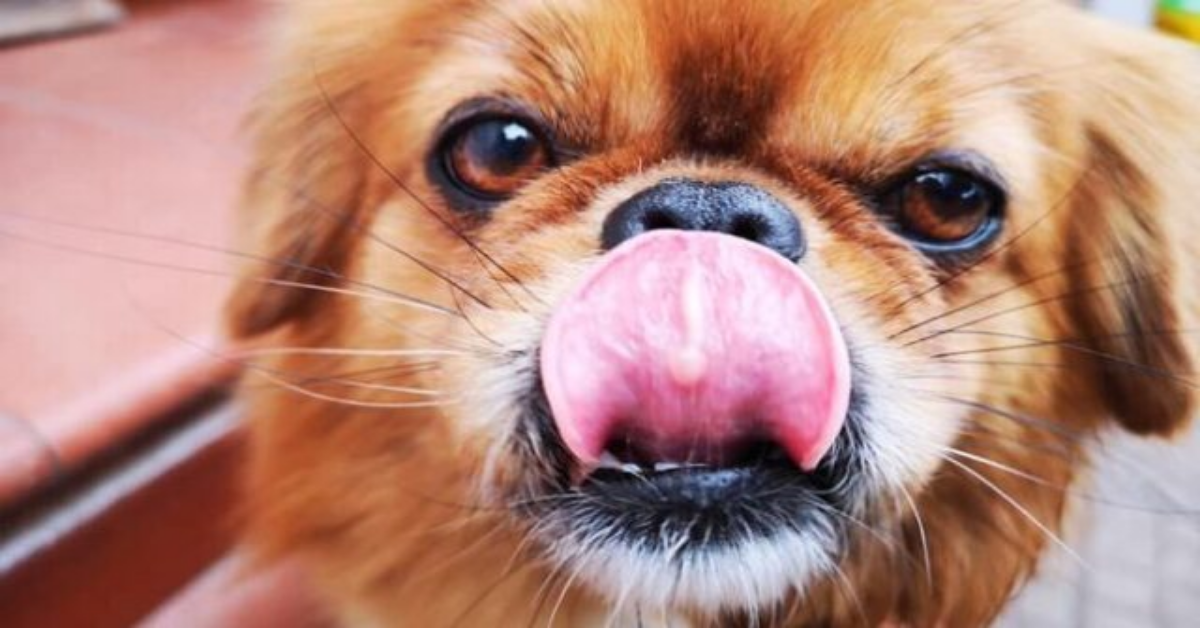 Sarroch, la denuncia di un proprietario: “hanno sparato al mio cane”