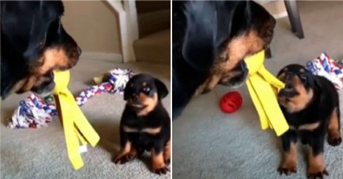 Cucciolo cerca di intimidire il Rottweiler per ottenere un gioco