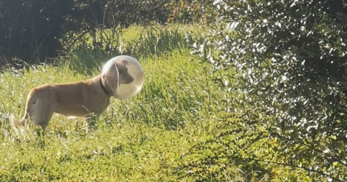 Caserta, cane randagio rimasto intrappolato con la testa, nella sfera globo di un lampione