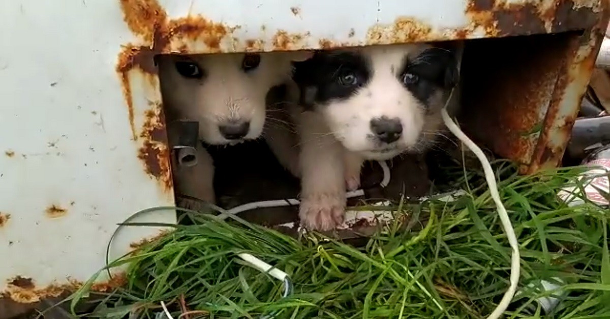 Il salvataggio di Mena e Brea, cucciole abbandonate tra i rifiuti (VIDEO)