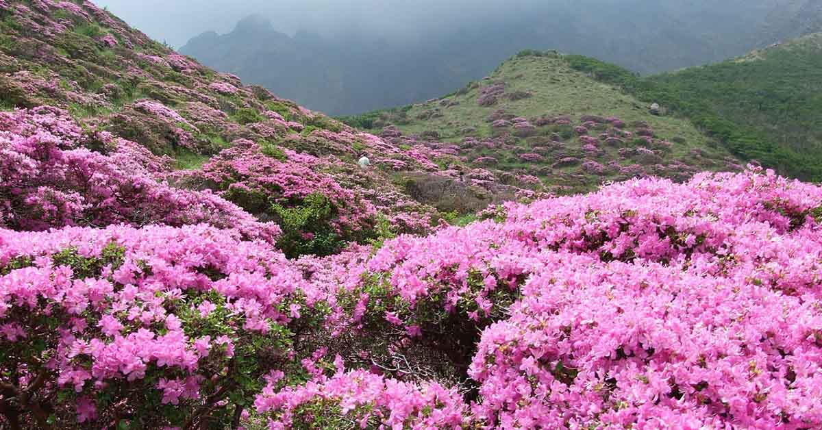 Un fiore, online, per celebrare la donna e la mamma