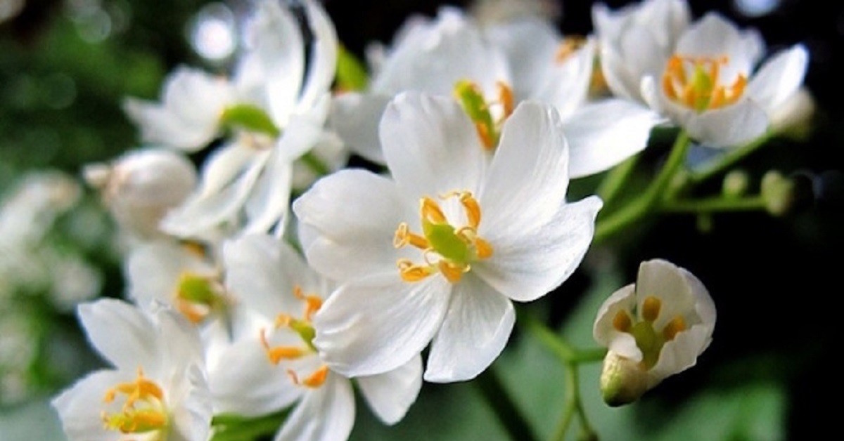 skeleton-flowers