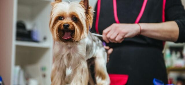 Riapertura toelettature per cani