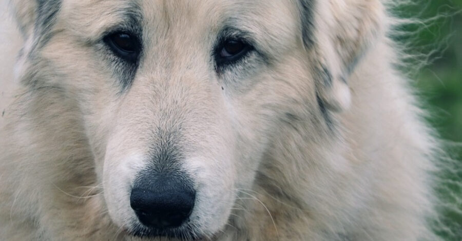 Cane caduto nel fiume Agout