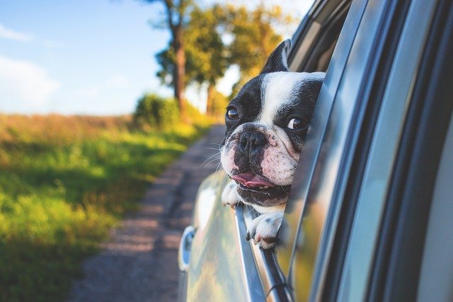 In viaggio con il cane