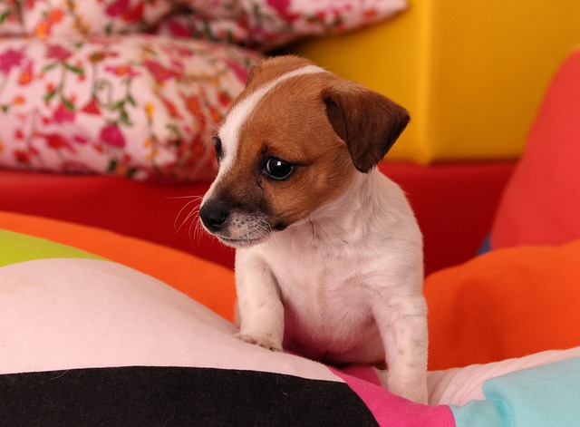 Cucciolo di cane